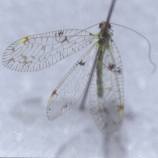 Forschung. Copyright © 2000 W.Röhricht